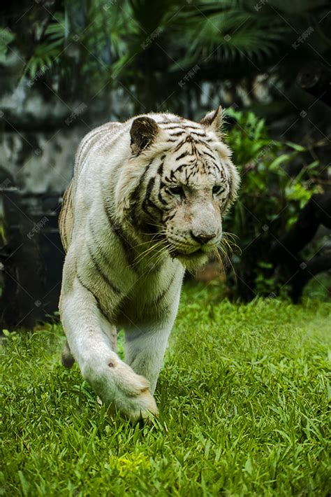 广州广州动物园一只白虎在草地里狩猎摄影图配图高清摄影大图 千库网