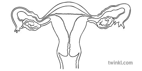 Female Reproductive System Black And White Twinkl