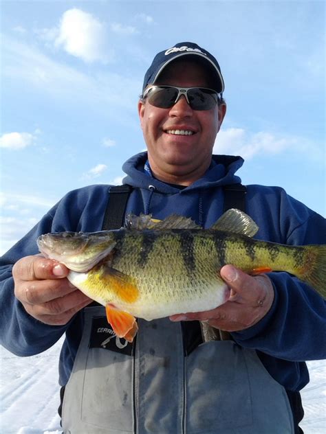 Caught A Perch On Michigan Using A Minnow