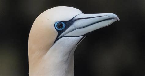 Black Eyes Indicate Bird Flu Survival In Northern Gannets Birdguides