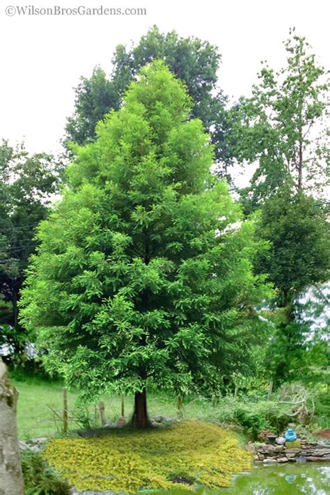 Buy Bald Cypress Tree Free Shipping Wilson Bros Gardens