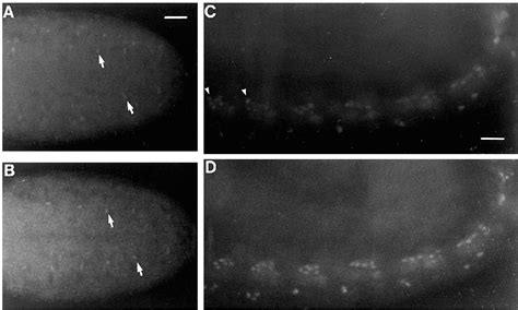 Figure 1 From Glide Directs Glial Fate Commitment And Cell Fate Switch