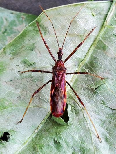 Bugging The Northwest Finally An Assassin You Want On Your Property