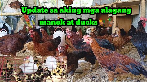 Update Sa Ating Mga Alagang Manok At Pato YouTube