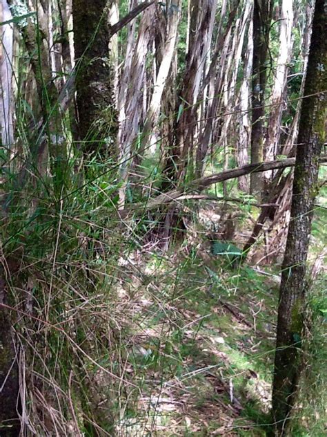 Forest Wire Grass Tetrarrhena Juncea Native Grass Long Trailing Or