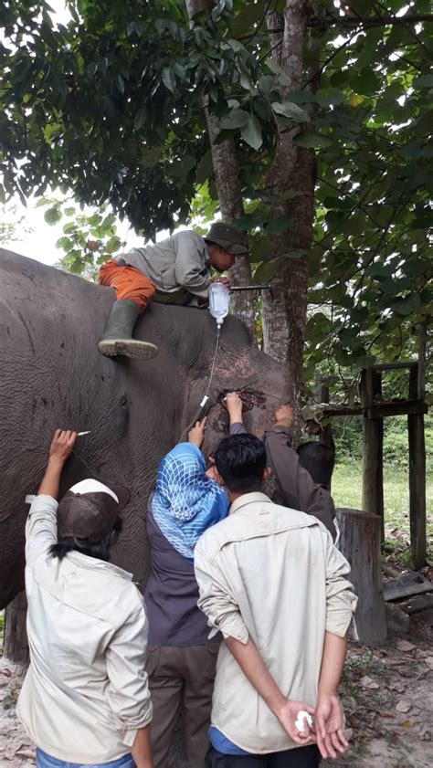 10 Gajah Flying Squad TN Tesso Nilo Lakukan Pemeriksaan Rutin Ditjen