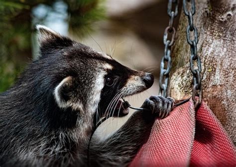 Premium Photo Trash Panda