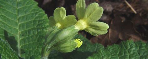 Nature Today Inheemse Planten Slanke Sleutelbloem