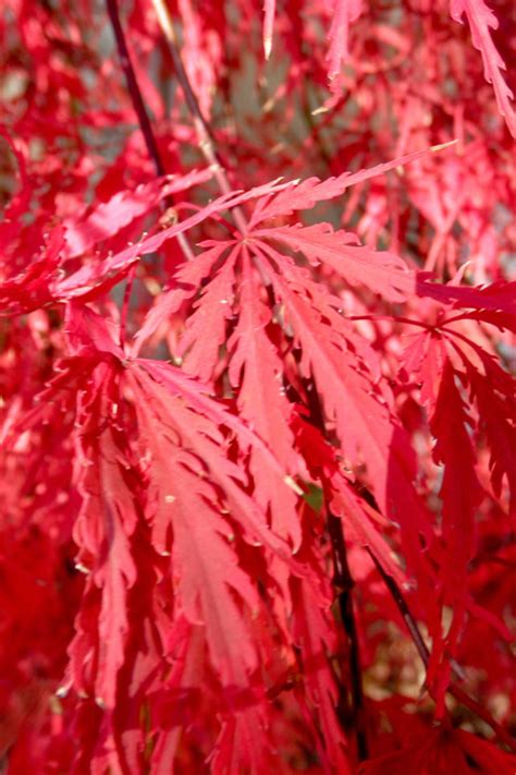 Buy Red Select Japanese Maple Free Shipping 3 Gallon