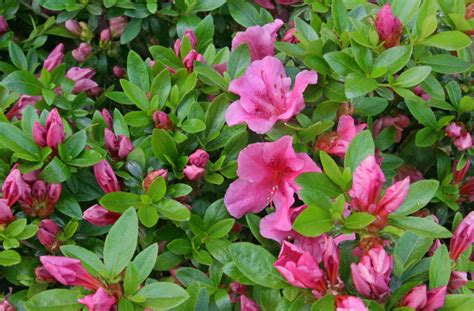 Bring Out The Best In Your Azaleas And Rhododendron Merrifield Garden