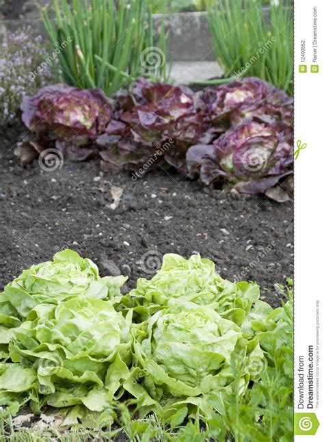 Allotment Garden Bed Stock Photo Image Of Growing Plants 12400552