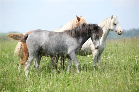 Welsh Pony Breed Information and Pictures - PetGuide | Pony breeds ...