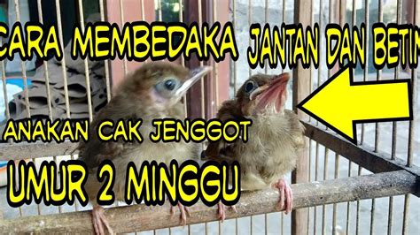 Cara Membedakan Anakan Kapas Tembak Cucak Jenggot Jantan Dan Betina