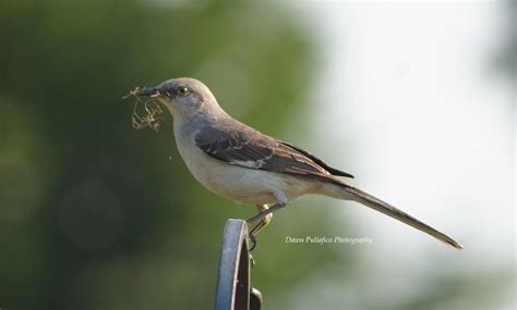 Things with Wings: Texas State Bird