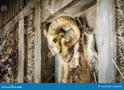 Animal Skull With Horns Near Old Wooden Building Stock Photo Image Of