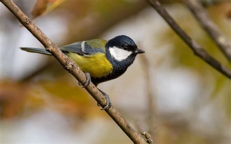 Gran tit parus major por la mañana en el bosque un pájaro se sienta en