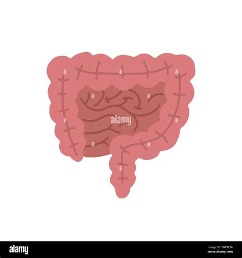 Human Internal Organs Cartoon Anatomy Body Part Intestinal System