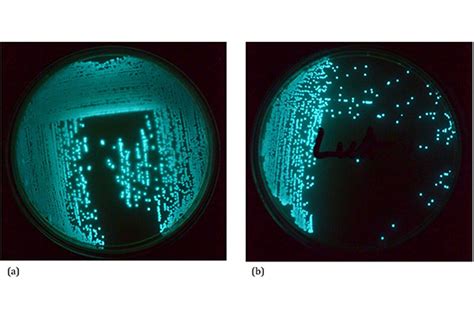 Luciferase Advantages And Applications Lubio Blog