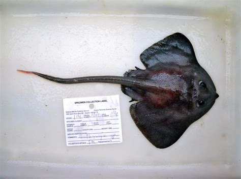 Rare Deep Dwelling Skates Discovered In Alaska And British Columbia