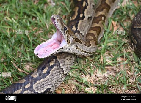 A Closeup Picture Of A Southern African Rock Python Yawning Opening