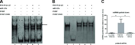 Emsa Binding Of Psd 95 Q1 Q2 And Mir 125a In The Presence Of Fmrp A Download Scientific