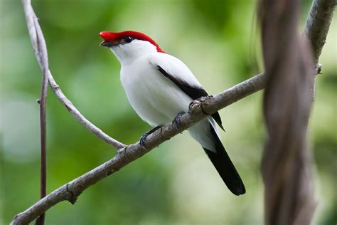 Foto Soldadinho Do Araripe Antilophia Bokermanni Por Arthur Grosset