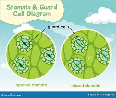 Plant Guard Cells With Stoma Fully Labeled. Stock Image | CartoonDealer ...