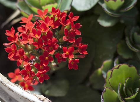 Kalanchoe Blossfeldiana Care How To Grow Florist Kalanchoe