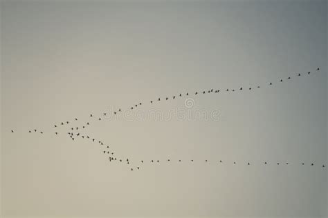 Silhouettes Noires D Oiseaux Volants Sur Fond Blanc Photo Stock