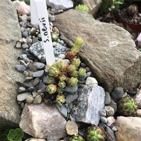 Photo Of The Entire Plant Of Cliff Stonecrop Sedum Glaucophyllum