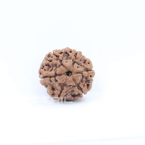 Natural Round Shape Mukhi Rudraksha Grams From Nepal I G L Lab