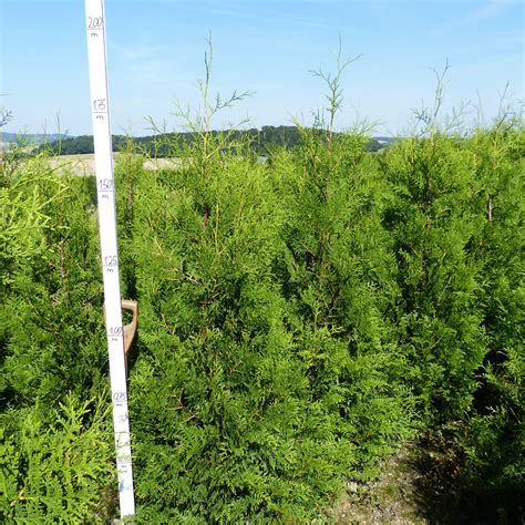 Thuja Brabant