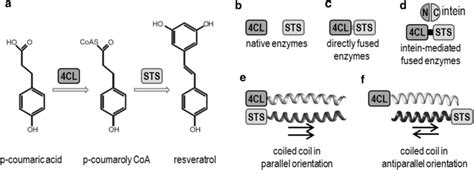 Schematic Illustration Of Resveratrol Biosynthesis And Different