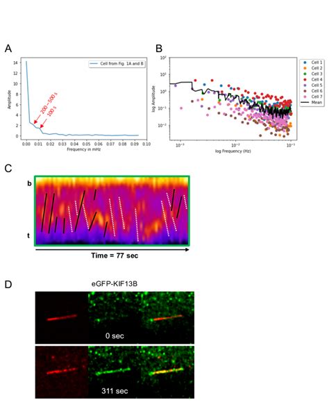 Fig S1 Live Cell Imaging Analysis Of Egfp Kif13b In Htert Rpe1 Download Scientific Diagram