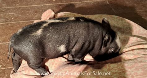Pet piglets- half kune kune half Juliana for Sale