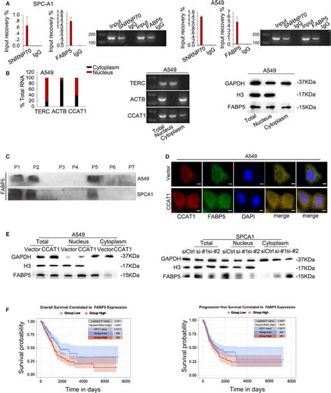 Ccat Mediated The Translocation Of Fabp Into Nucleus A Rip Assay