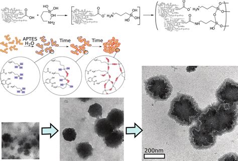 Formation Of Hs Aptes Polyelectrolyte Complexes Followed Up By Download Scientific Diagram