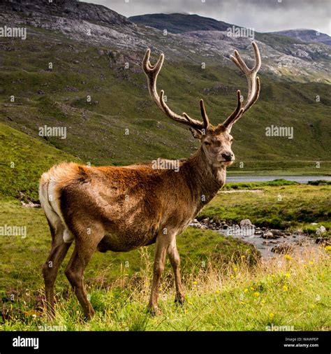 Royal Stag Hi Res Stock Photography And Images Alamy