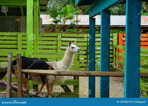 A Llama Stock Image Image Of Blue Attract Adult 101483719