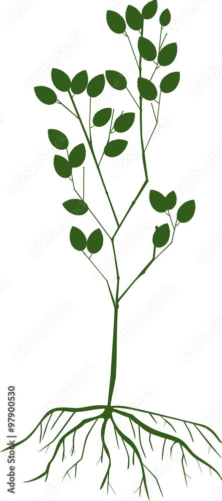 silhouette of sapling with roots Stock Vector | Adobe Stock