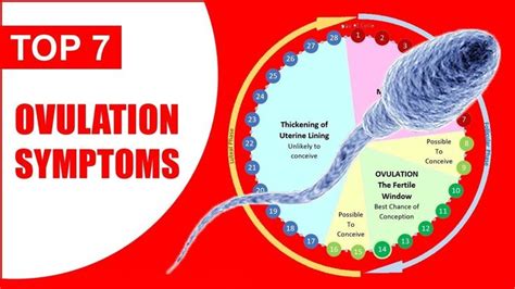 Symptoms of Ovulation – Ovulation Symptoms | Signs and Ovulation Days ...