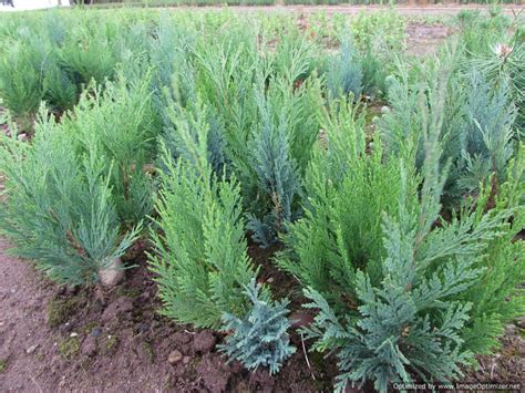 Lawsons Cypress Seedlings Chamaecyparis Lawsoniana Seedlings