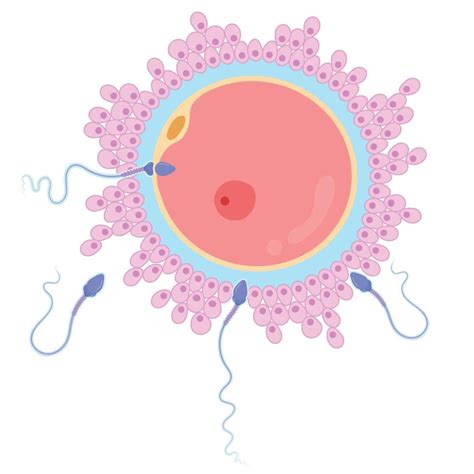 Fertilización Del óvulo Humano