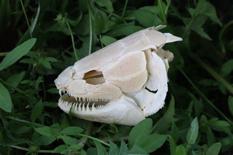 Bowfin Fish Skull Freyjas Forest