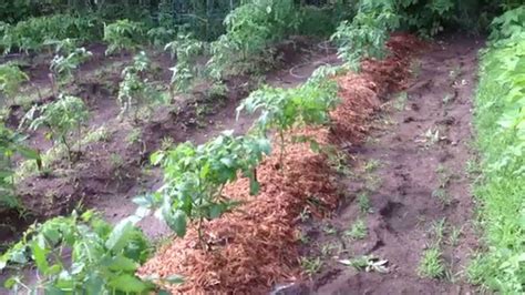 How To Mulch Around Tomato Plants Youtube