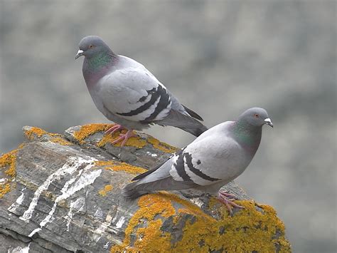 Rock Dove Or Feral Pigeon Wildlife Insight