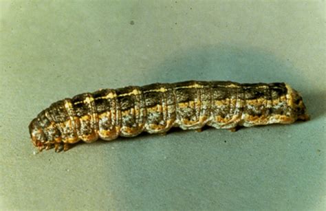 Cutworms | Insect Identification Guide for Northeast Ohio