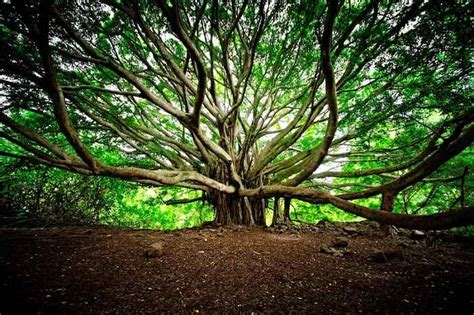 National Tree of India (Banyan) - An Essay