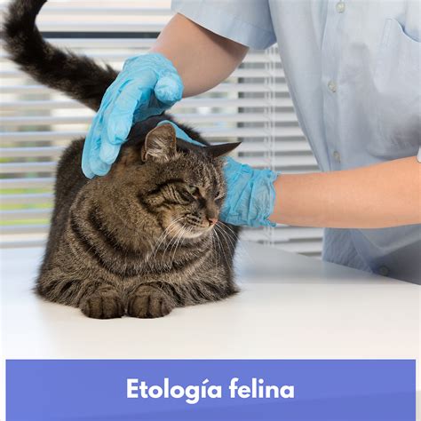 Etolog A Felina Alacon Formaci N