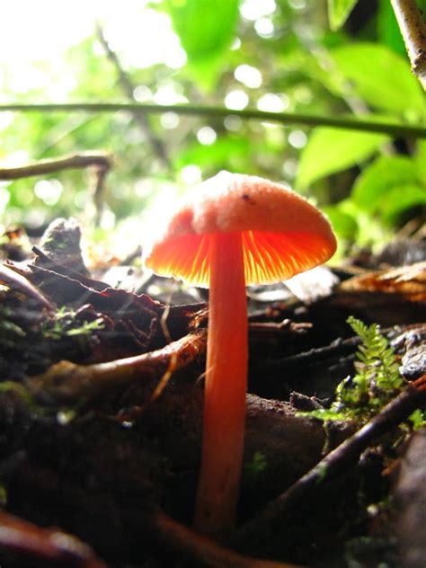 Orange Mycena Project Noah